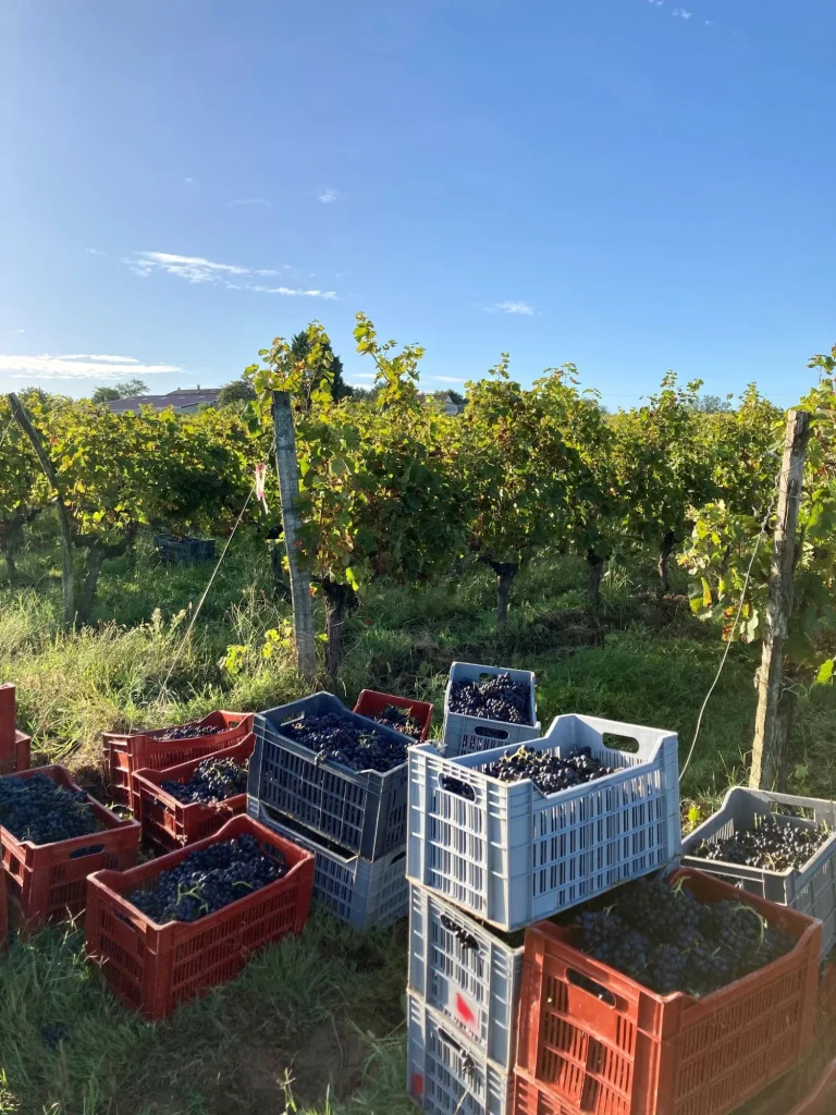 Charentais IGP wines, the harvest, red grapes in crates in front of the rows of vines