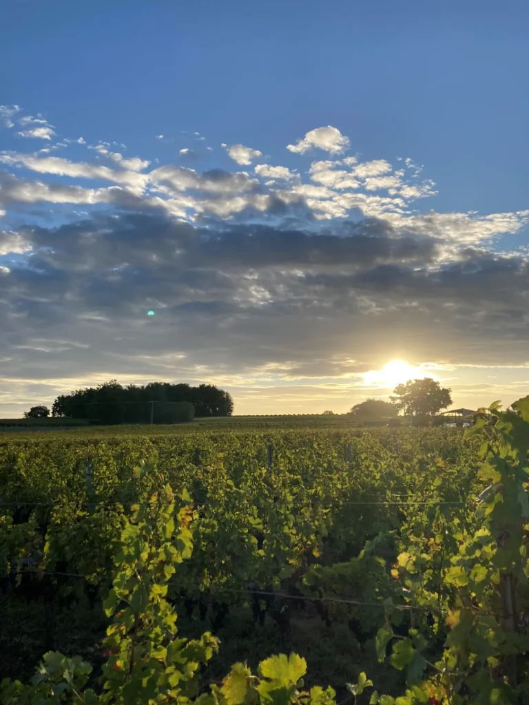 Sunrise over the vineyards of the Charente IGP wines