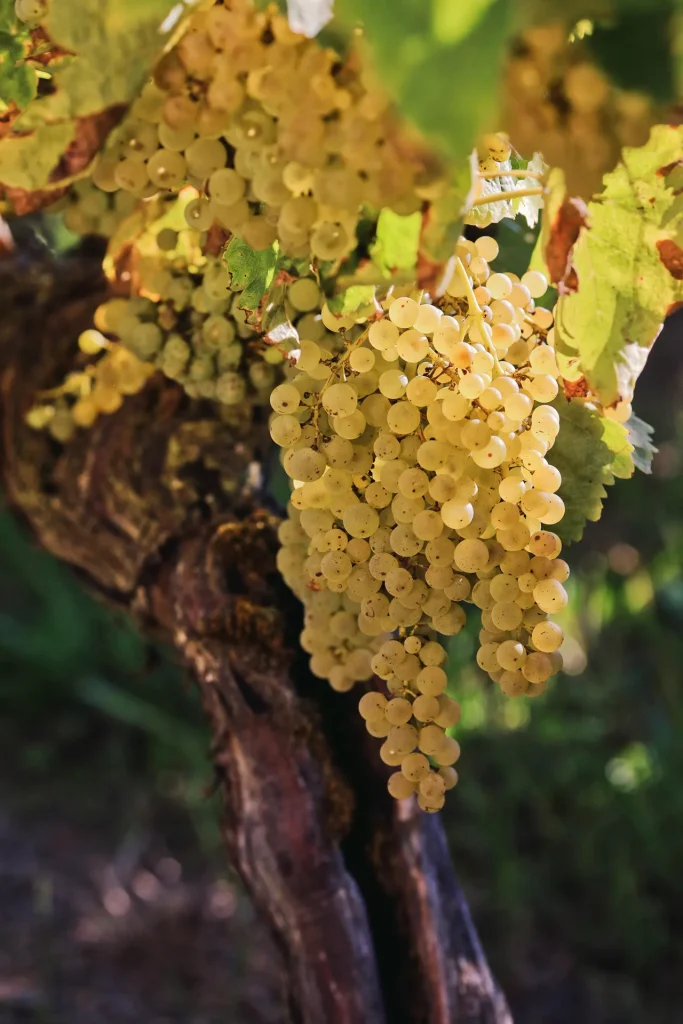 Vines with bunches of white grapes used to make Pineau des Charentes