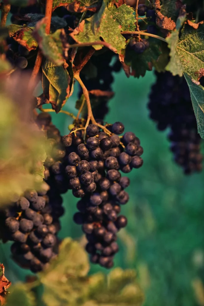 grappes de raisin rouge pour l'élaboration des pineau rouges ou rosés 