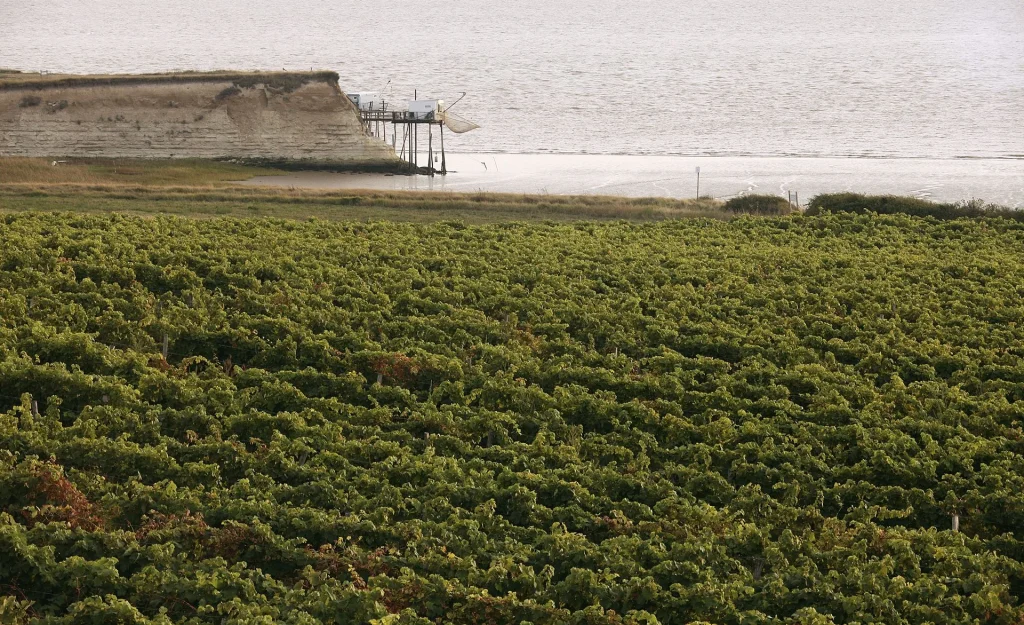 Le vignoble de production du pineau des charentes en charente maritime dans l'estuaire de la gironde, vue sur les carrelets
