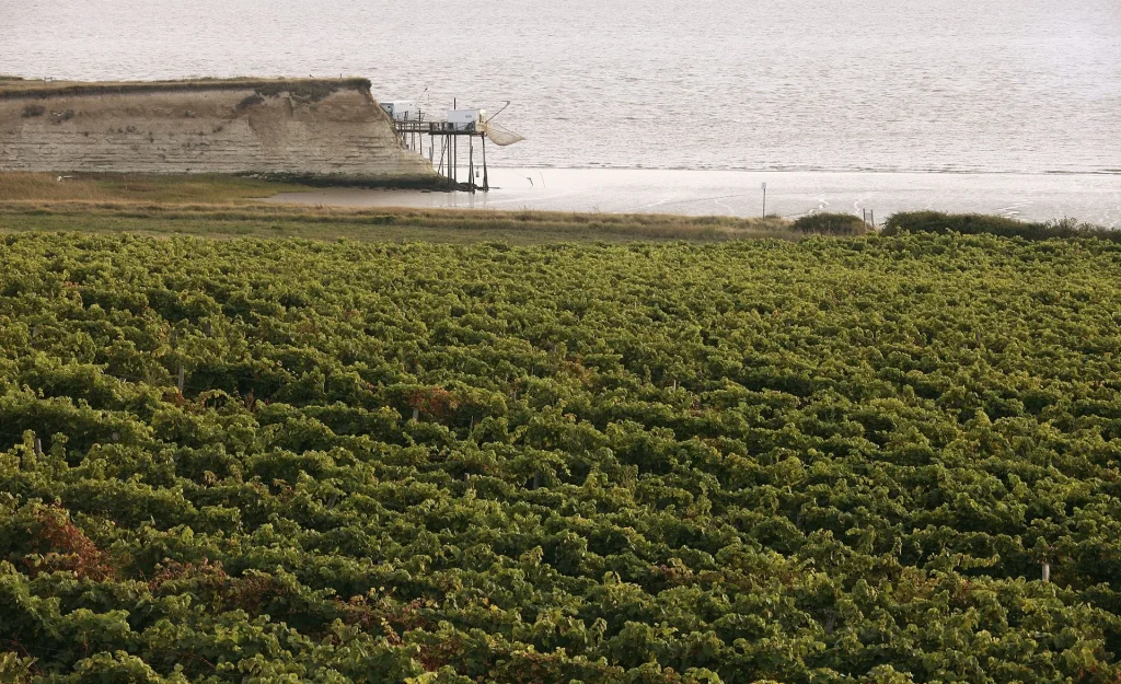 Pineau des Charentes vineyards in the Charente-Maritime region of the Gironde estuary, view of the carrelets (small sand dunes)