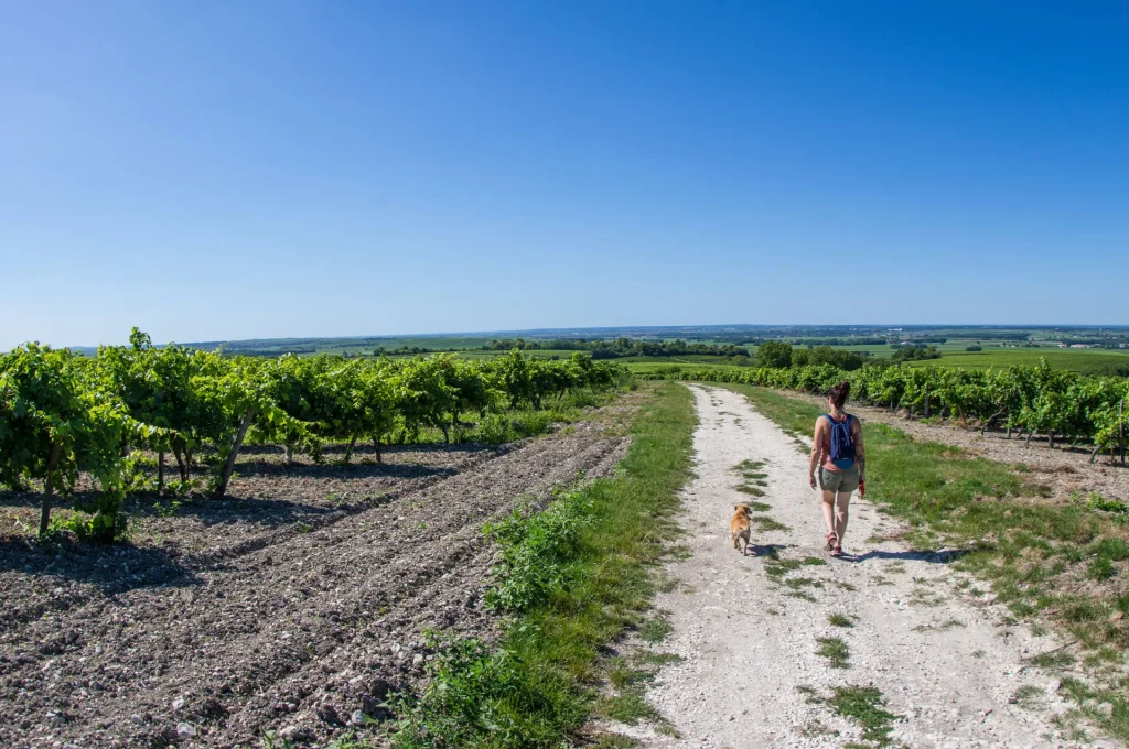 Randonnée dans le vignoble