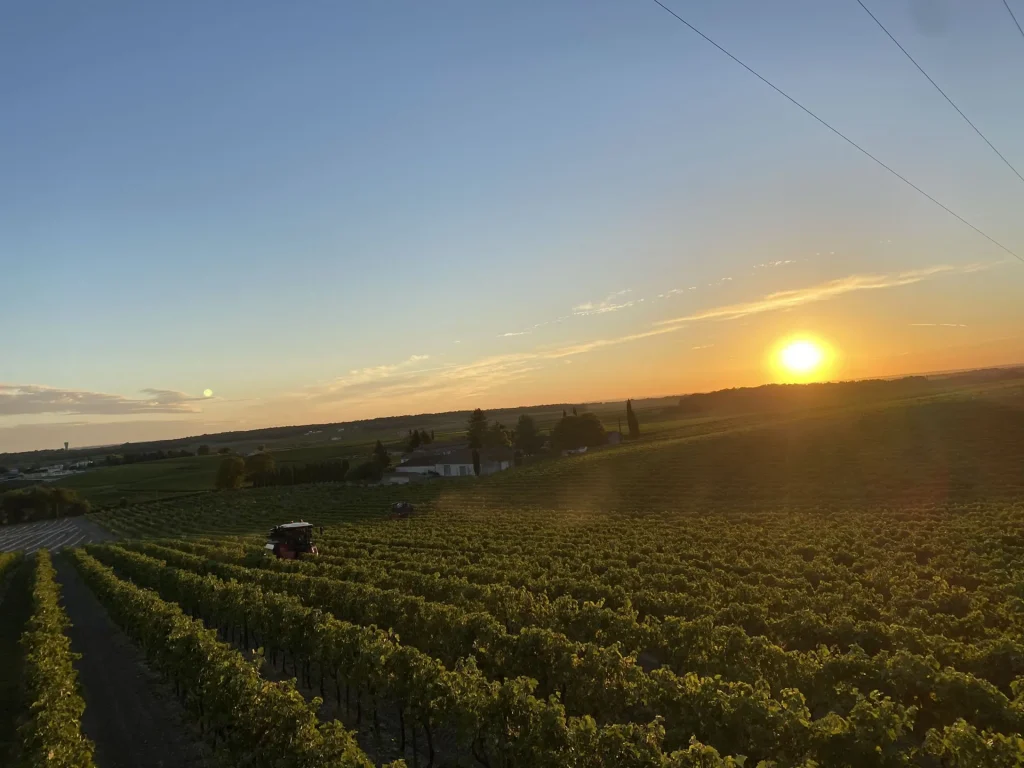 Les vendanges, machine à vendanger dans le vignoble de la maison de cognac Boinaud à Angeac Champagne en Grande Champagne, coucher de soleil