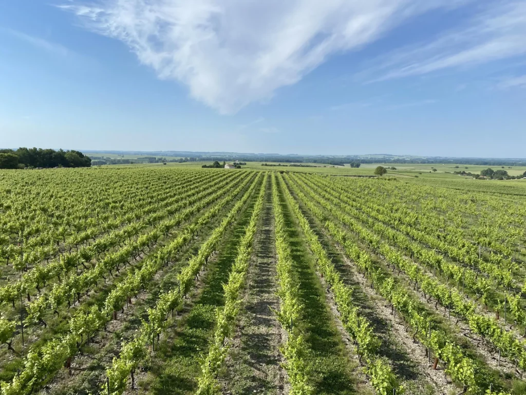 Vineyards of the Boinaud estate in Angeac Charente located in the Grande Champagne vineyard