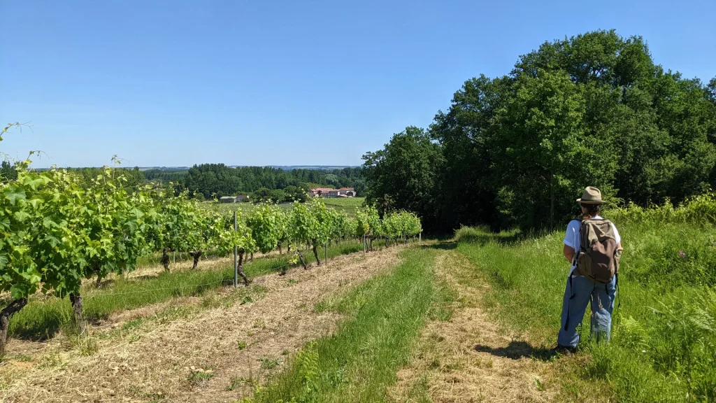 Randonnée dans le vignoble