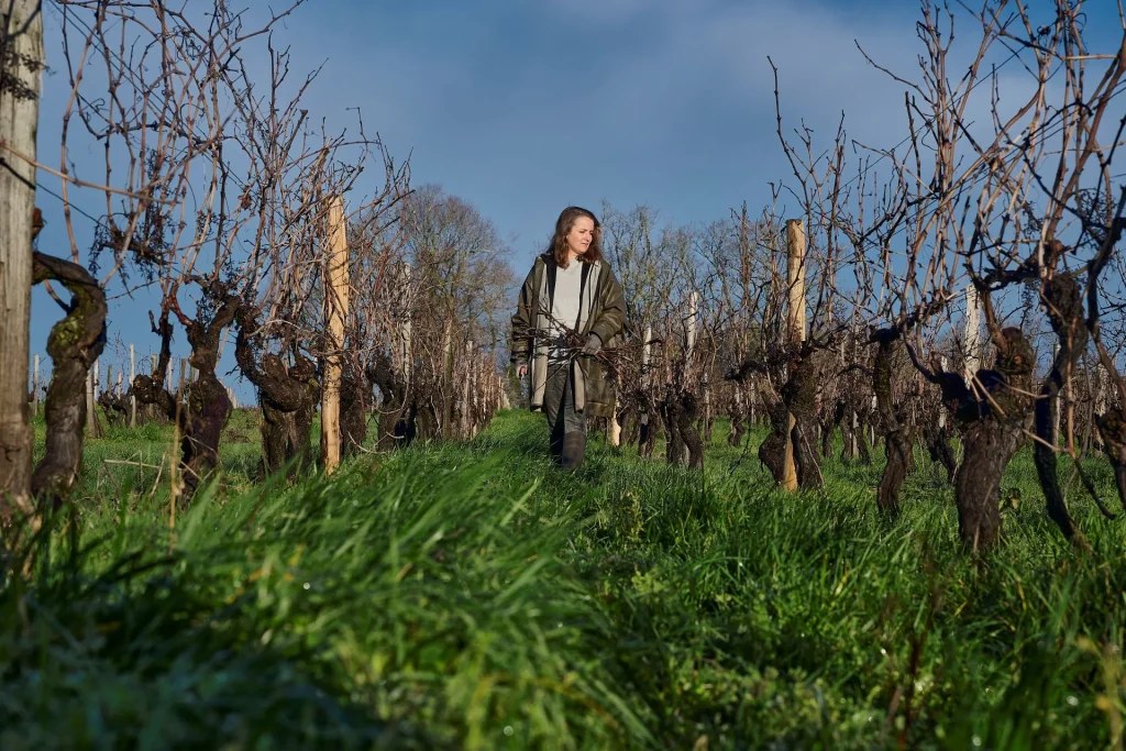 wood pulling and pruning in the cognac vineyards, the skills of the winegrower