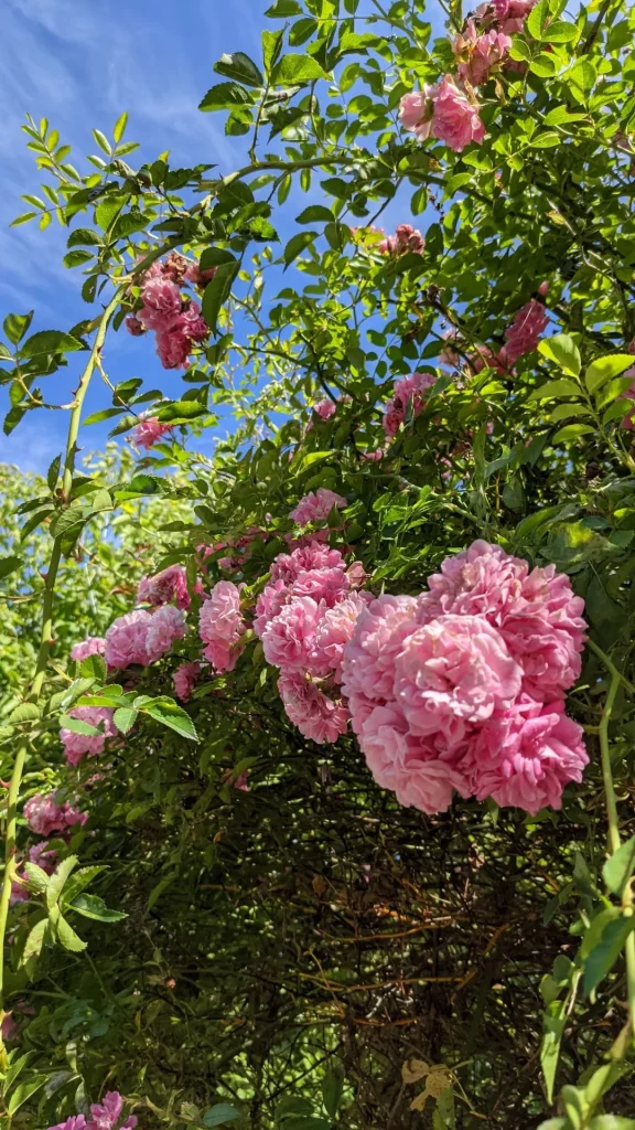 roses grimpantes dans le village de Saint simon