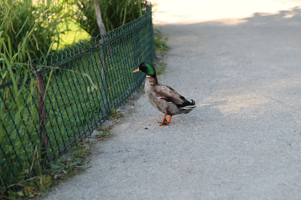 Un canard en balade dans le jardin public de Cognac