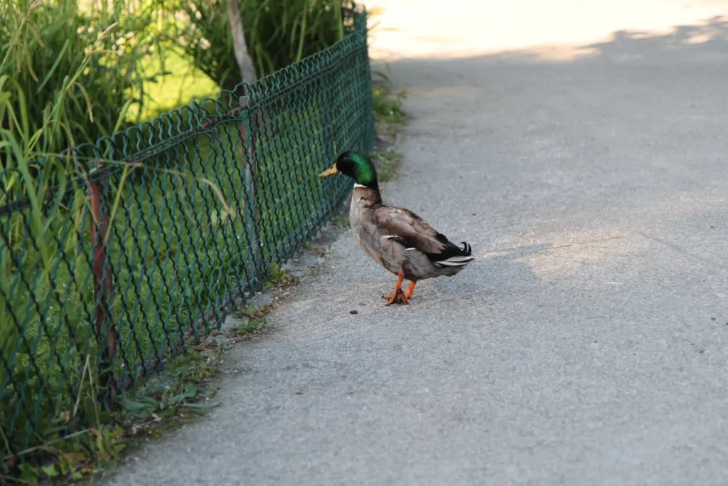 A resident in Cognac's Public Garden