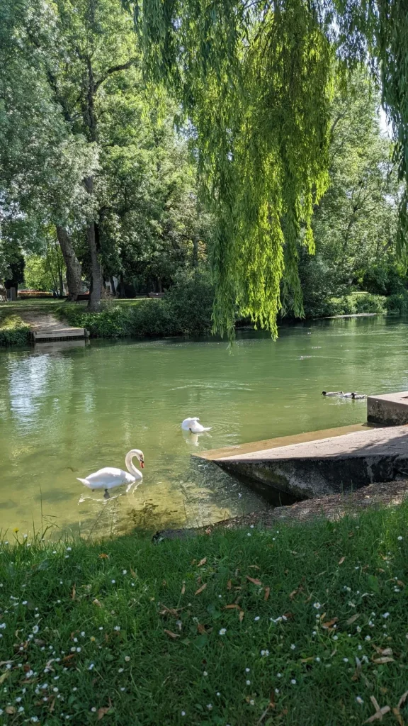 Cygnes et canards au printemps sur le fleuve Charente