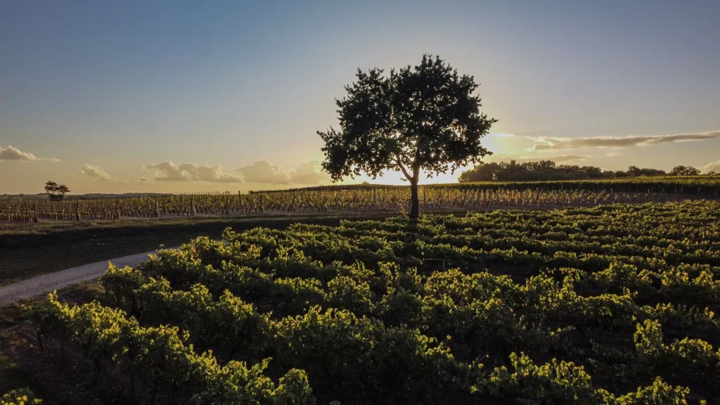 coucher de soleil sur le vignoble du cognac, pineau des charentes et vins charentais