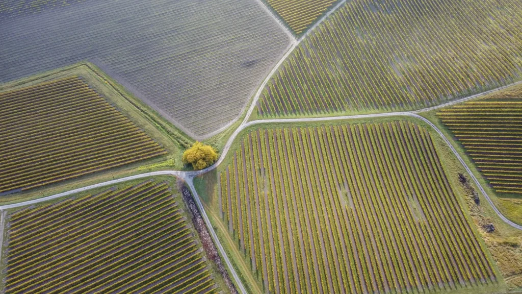 The Cognac vineyards from the air