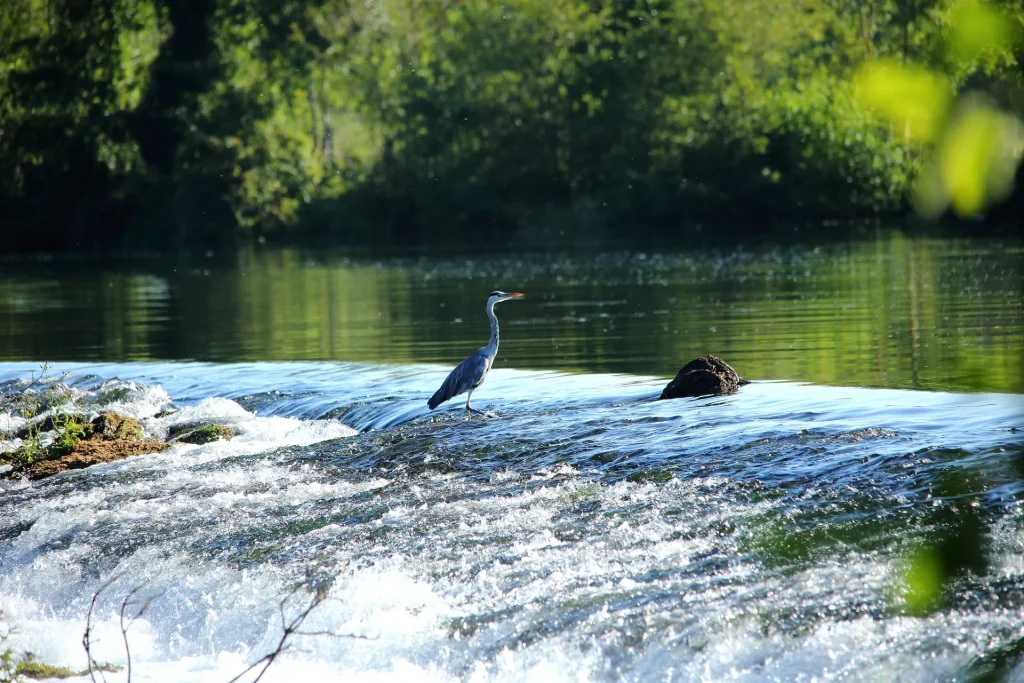 A heron in a rapid in the middle of the river Charente near Mosnac Saint Simeux