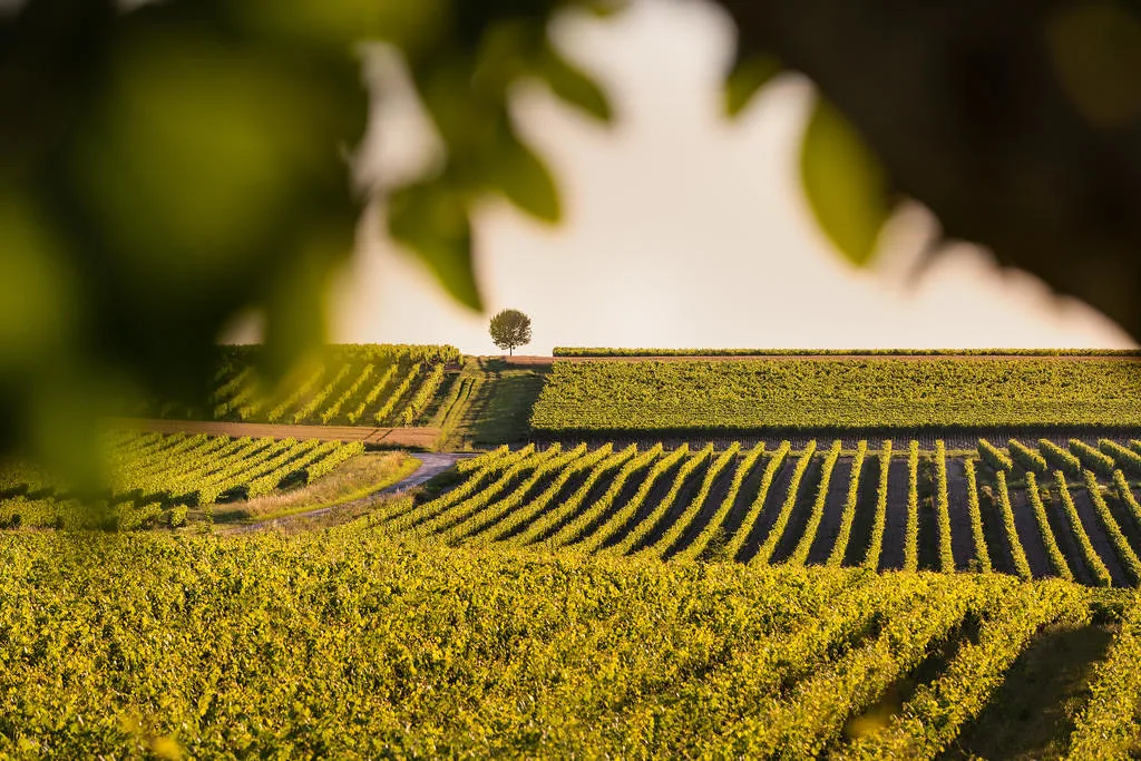 Parcelles de vignes dans le vignoble de Grande Champagne autour de Saint Preuil