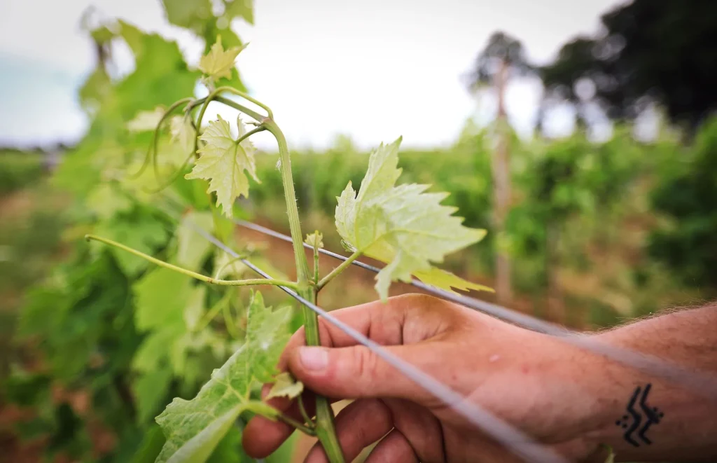 la floraison et les relevages, vignoble de l'appellation cognac pineau des charentes vins igp charentais