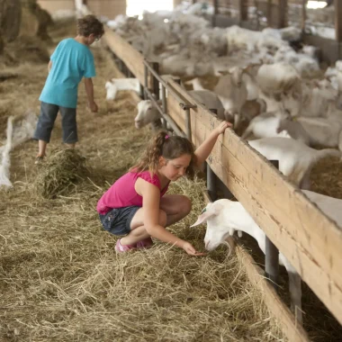 Visites et activités à faire avec les enfants sur la Destination Cognac. La ferme des Fillaos, ferme pédagogique et élevage de chèvres.