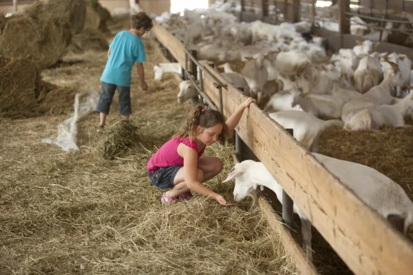 Visites et activités à faire avec les enfants sur la Destination Cognac. La ferme des Fillaos, ferme pédagogique et élevage de chèvres.