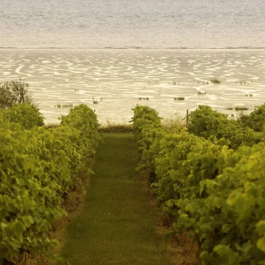 Le vignoble du pineau des Charentes avec une vue sur l'estuaire de la Gironde, l'océan Atlantique