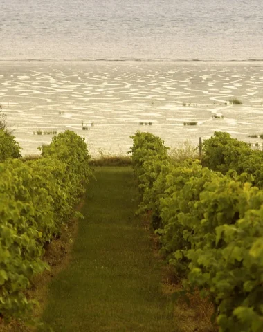 Le vignoble du pineau des Charentes avec une vue sur l'estuaire de la Gironde, l'océan Atlantique