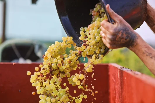 Les vendanges à la main dans le vignoble charentais, grappes de raisin blanc versées dans un tombereau à vendange
