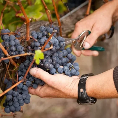 Harvesting in the Charentes IGP vineyards