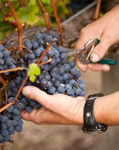 Harvesting in the Charentes IGP vineyards