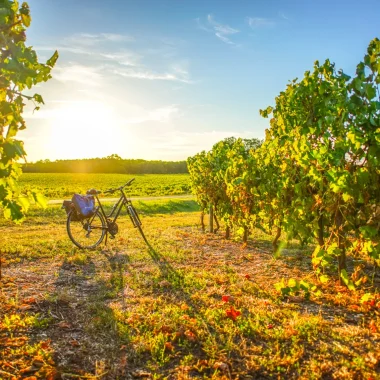 Bike tour through the vineyards and along the Charente river la Flow vélo