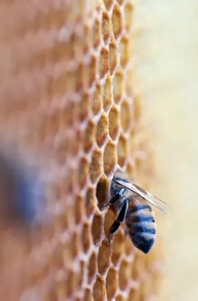 Abeille d'une ruche domaine Boinaud Angeac Champagne, engagement environnemental