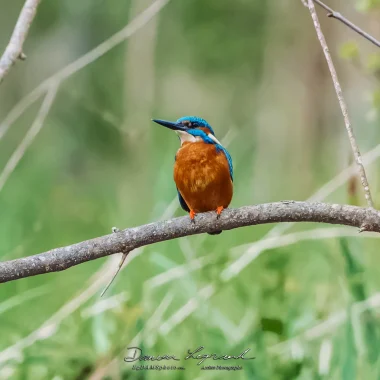 Martin pêcheur sur les bords du fleuve Charente