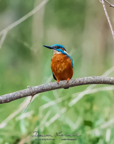 Martin pêcheur sur les bords du fleuve Charente