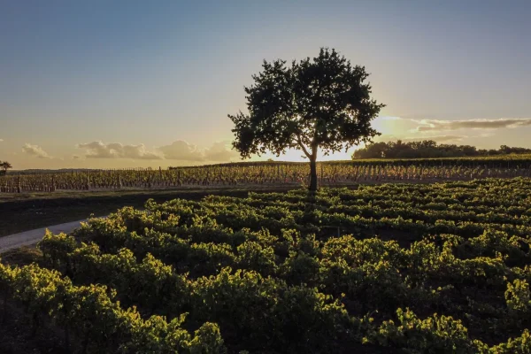 coucher de soleil sur le vignoble du cognac, pineau des charentes et vins charentais