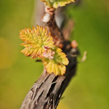 bourgeons sur un cep de vigne