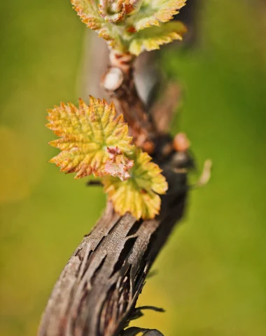 bourgeons sur un cep de vigne