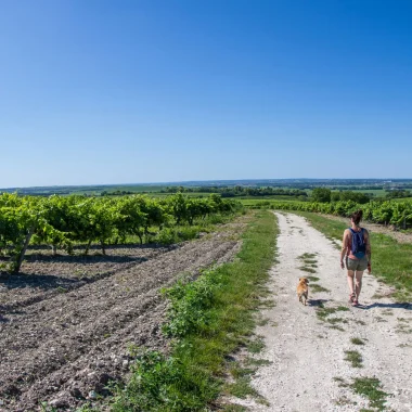 Hiking in the vineyards