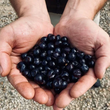 ns tenant des grains de raisins rouges nécessaires à l'élaboration des vins igp charentais