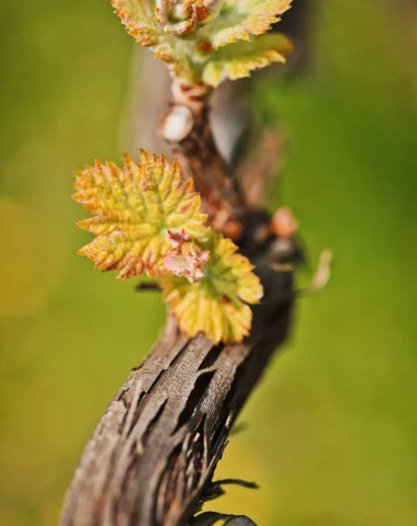 buds on a vine