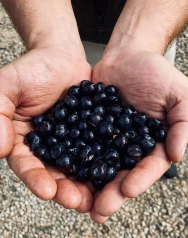 Hands holding the red grapes needed to make PGI Charentais wines